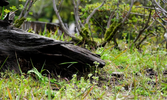 倒木・枯木の処理対応